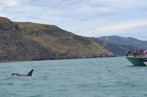 It is quite rare to see Orca off the Canterbury coast but to see two pods in just over a week is really special, Black Cat Cruises Guide Clare Ruddenklau said.